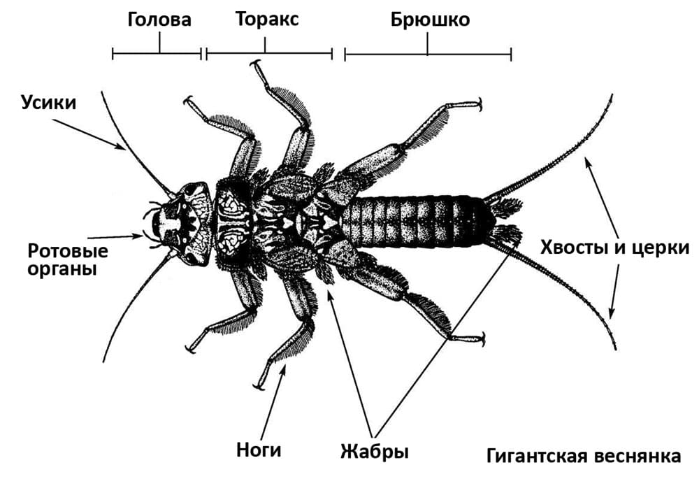Быстро избавиться от двухвосток - Доме или квартире - Опасна для человека