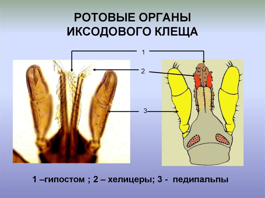 Качественная акарицидная обработка - клещей противоклещевая обработка загородных участков - акарицидная обработка любых территорий